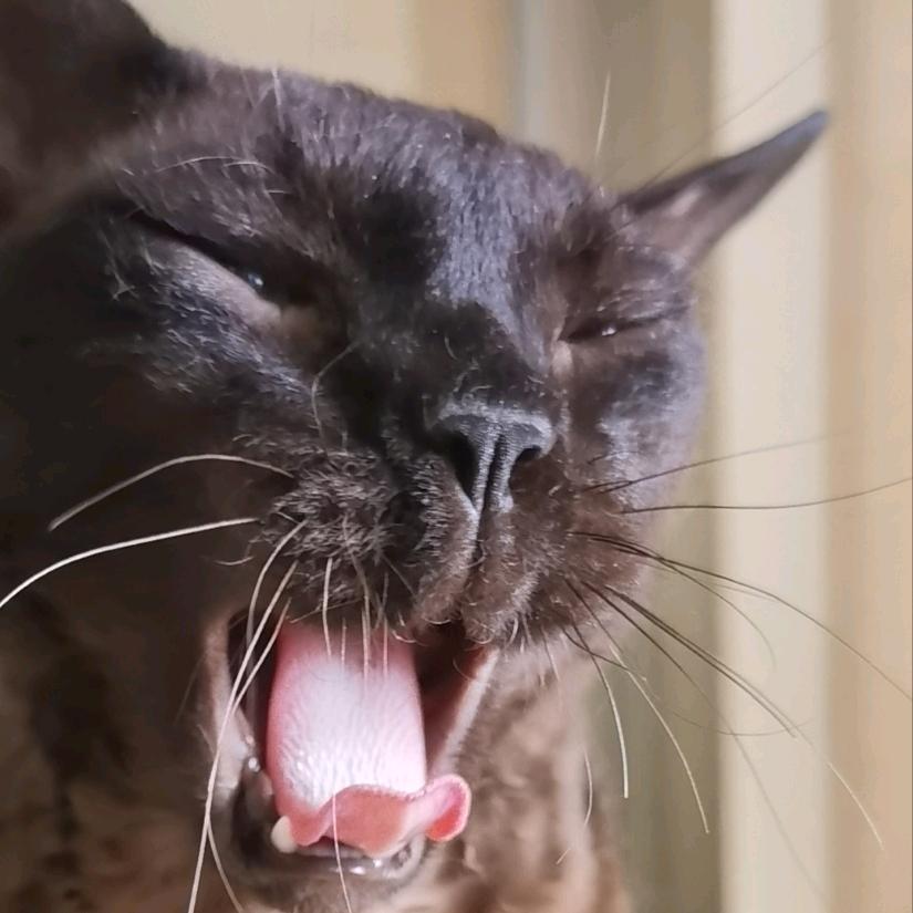 巴卡玛卡略略略