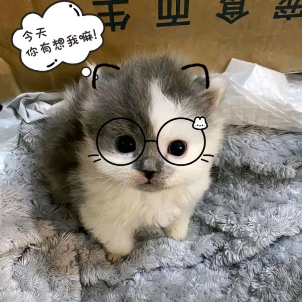 喵了个咪（求推荐