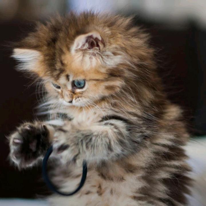 白芍牡丹切片（代加工）