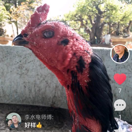 北海鸡孙🐓  军火库