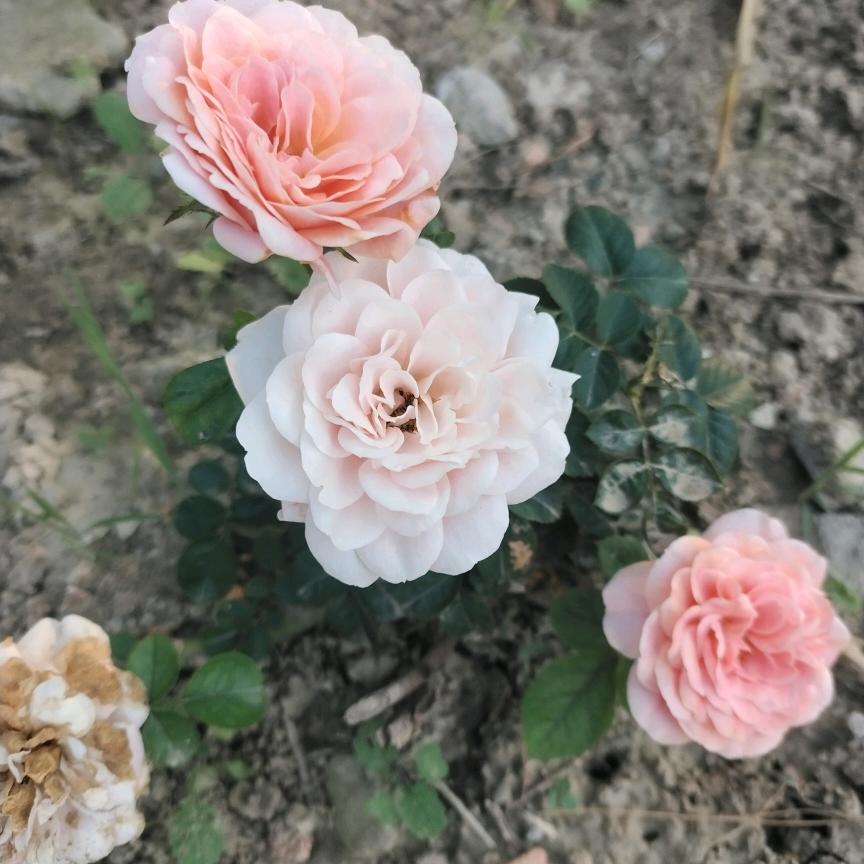 我是王姊妹，