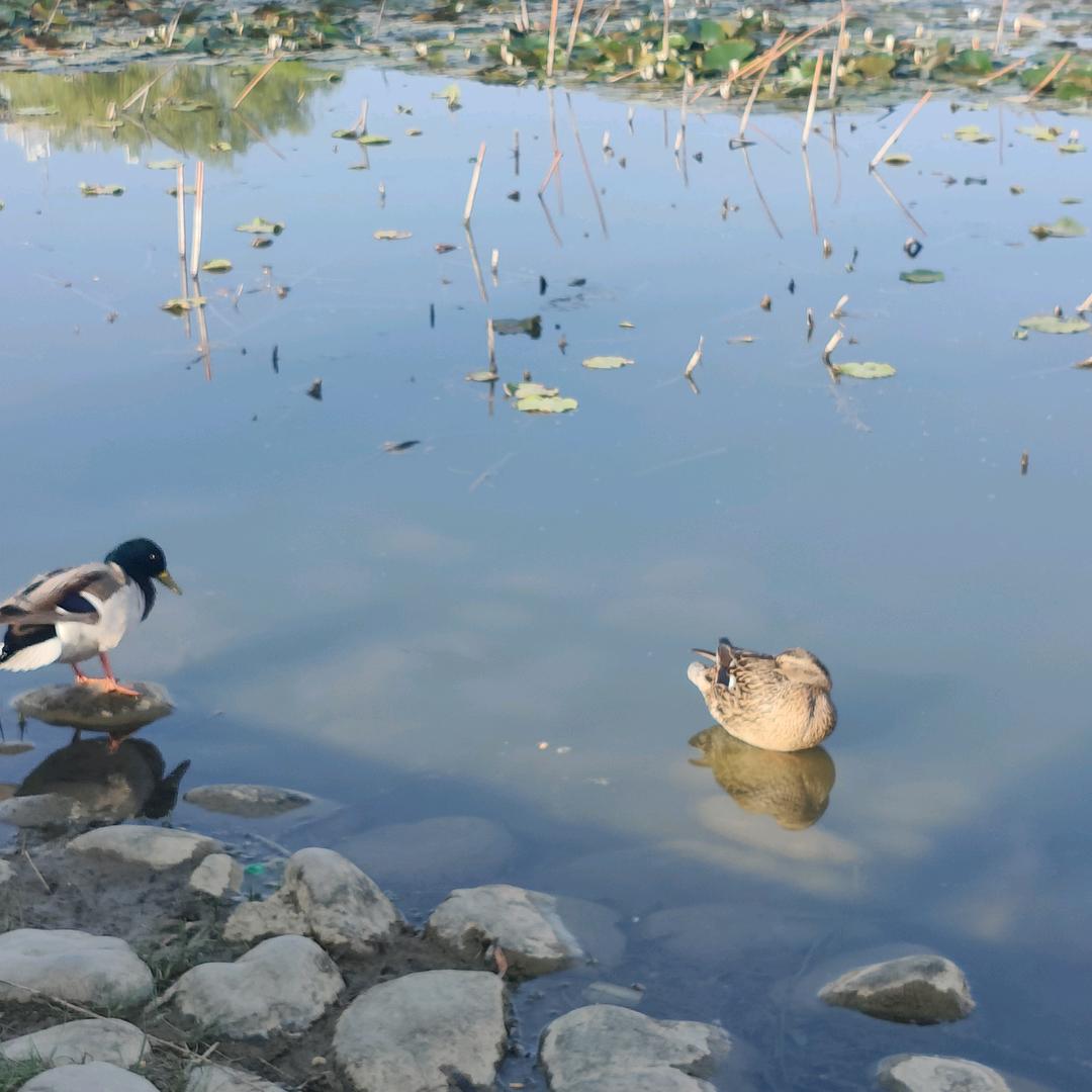 秋风落叶🍂心如秋天冷清