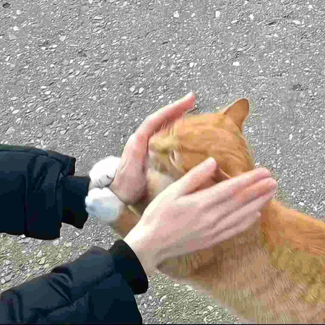 千纸鹤