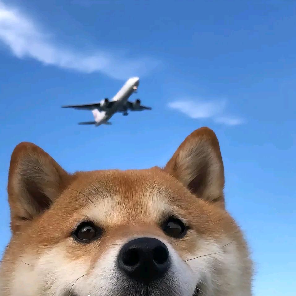 十三🦯