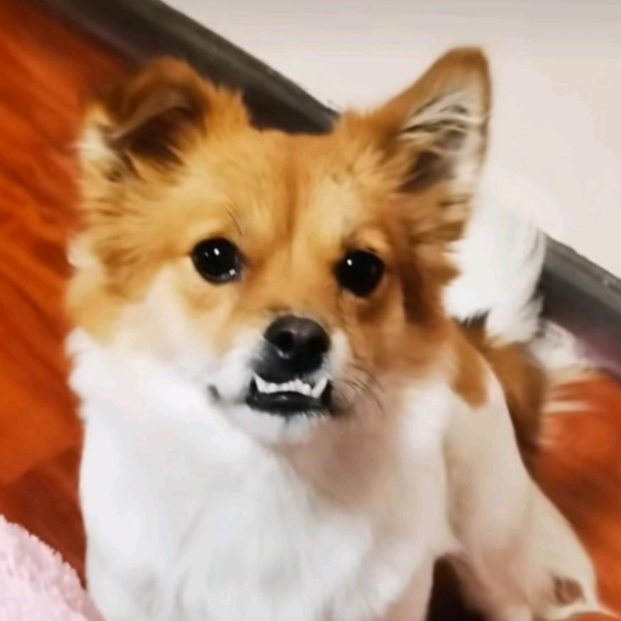 龅牙十五