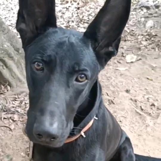 小李黑狼大宠物