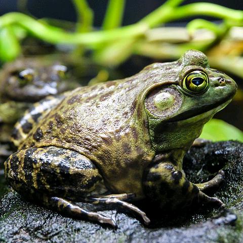 蛙友🐸