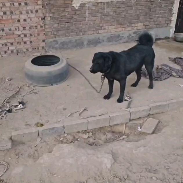 山西临汾霍州太行犬大笨狗
