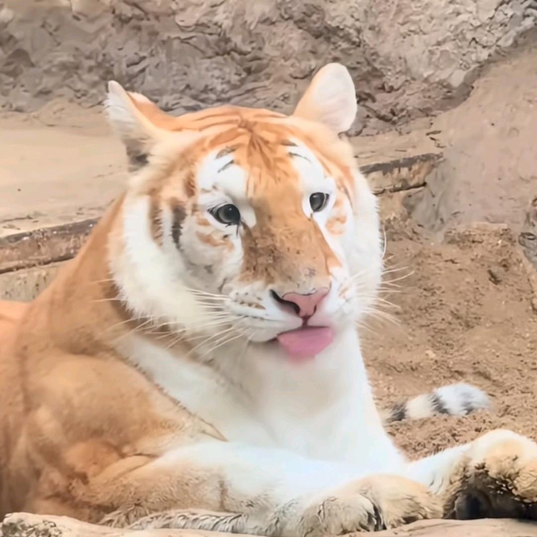 诺千君