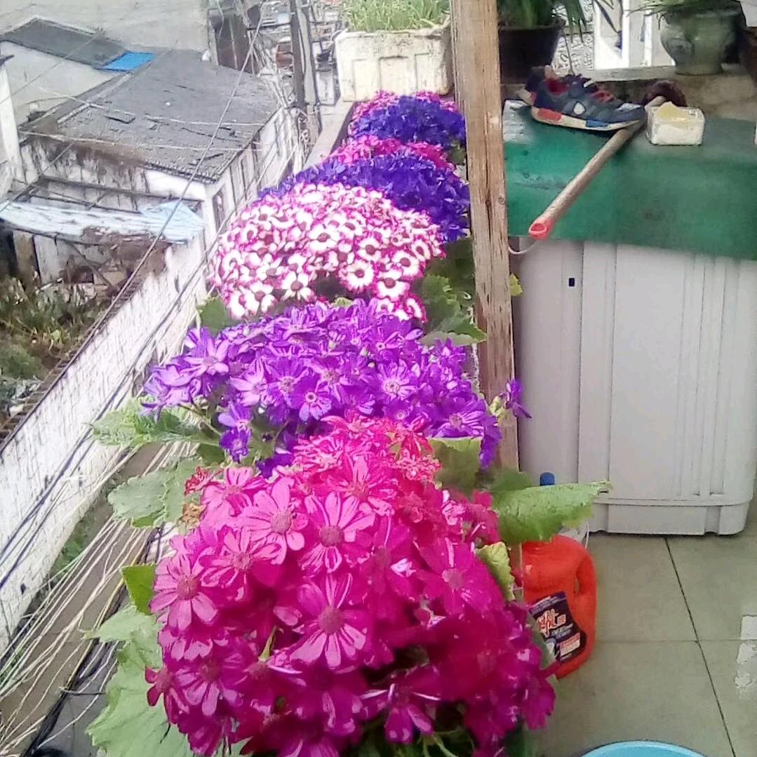 隔壁老王，碧海蓝天，王老大