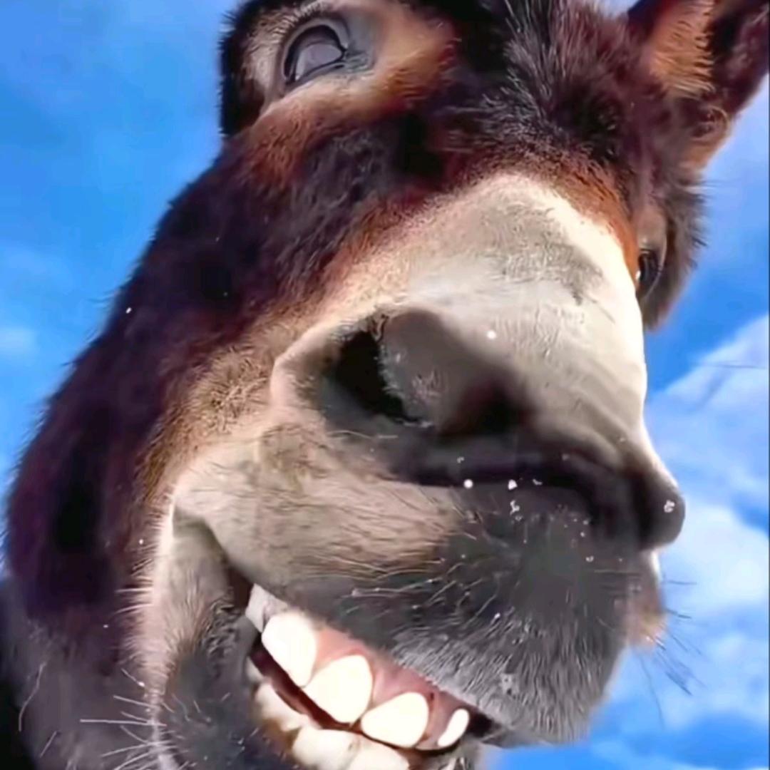 🐒🦥糕冷小美妞🦥🐒