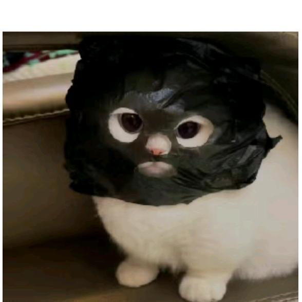 熊猫🐼
