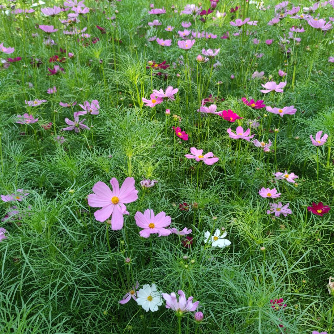 笑看今朝