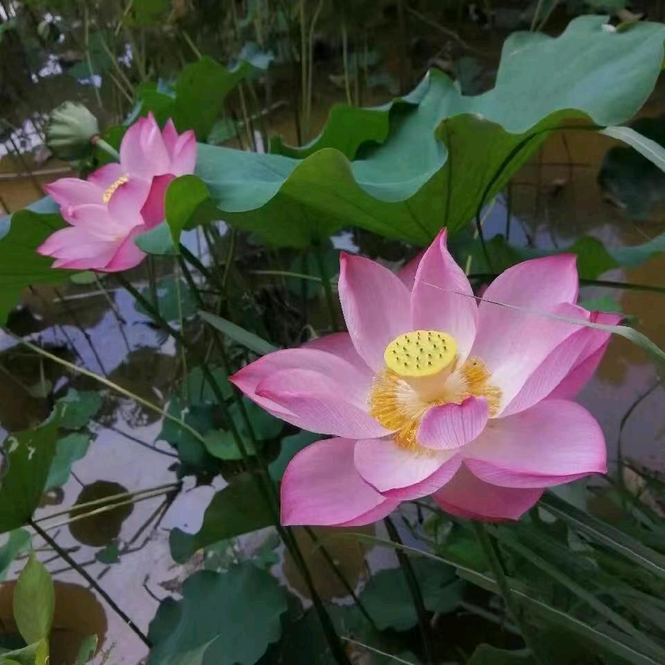 小陈农具源头工厂