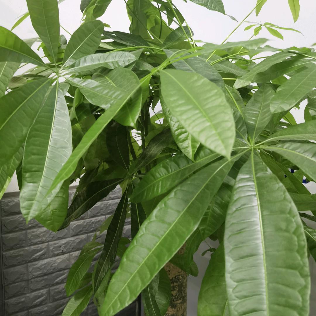 小洋洋