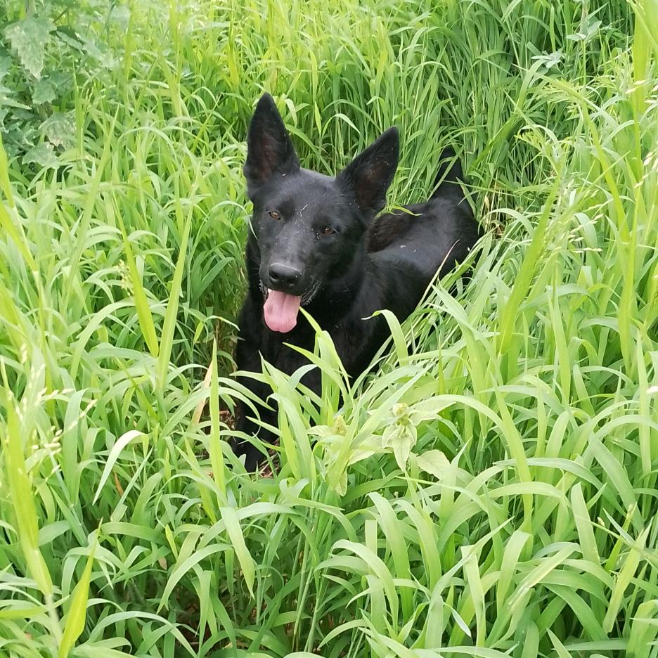 呼和马业，小王