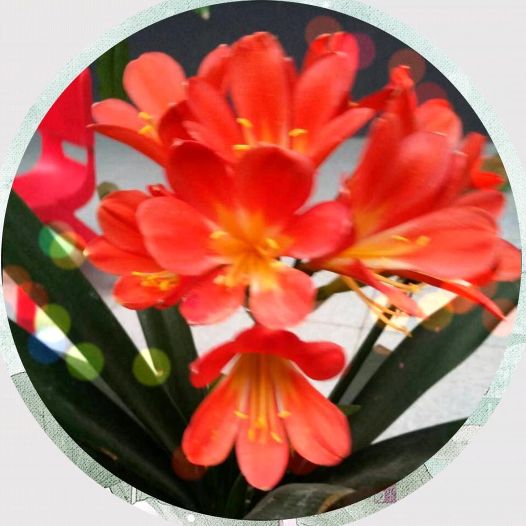 水莲花开