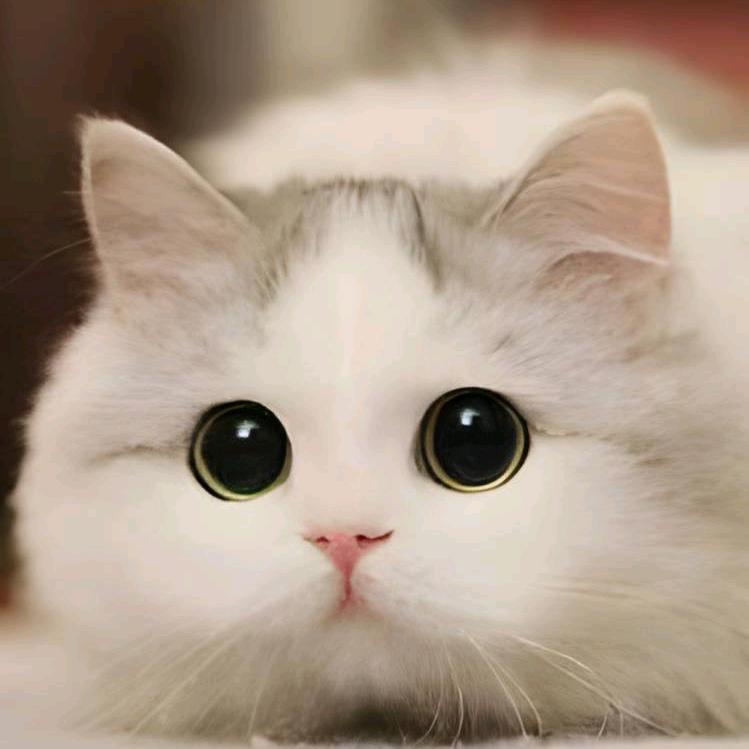 轻音助眠猫（阿福）