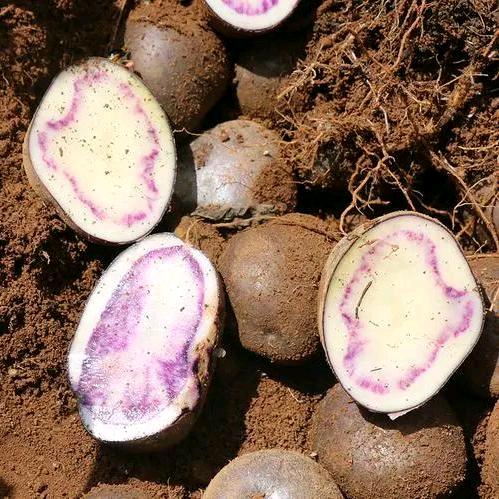 洋芋不是马铃薯🥔