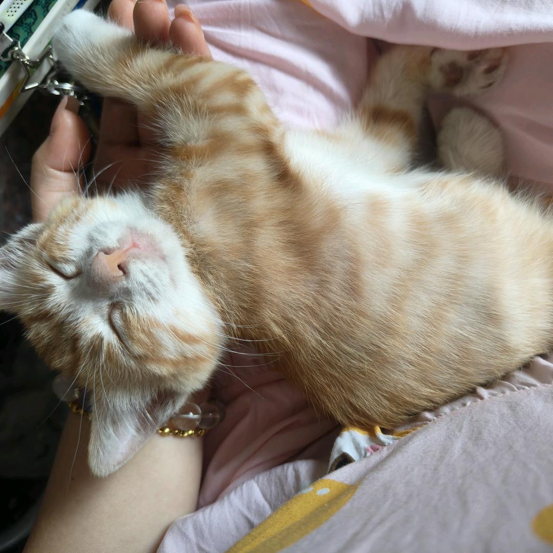 啵啵