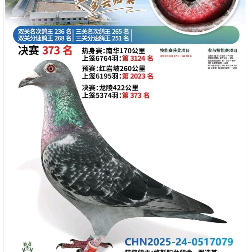 络斯鸽舍