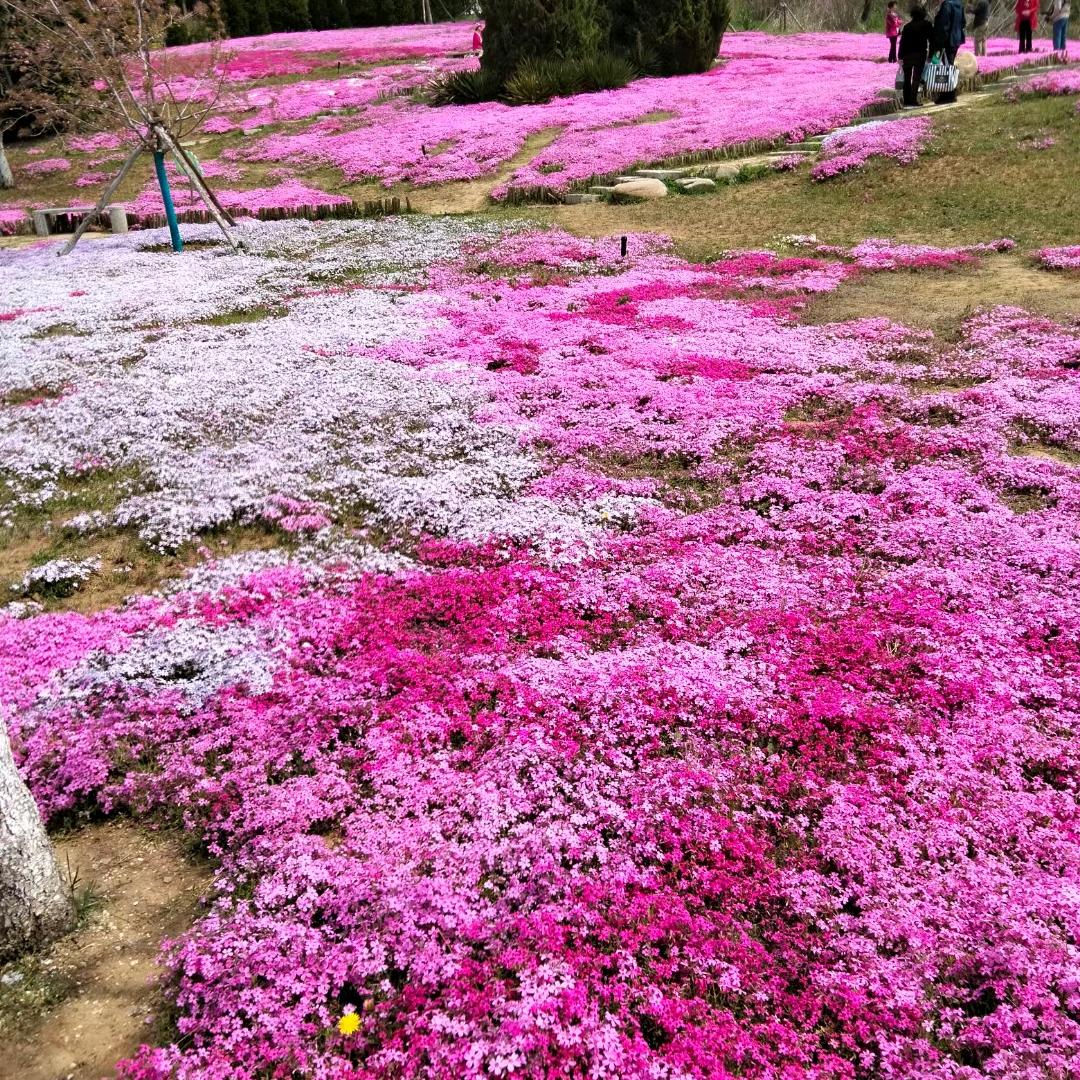 平安是福