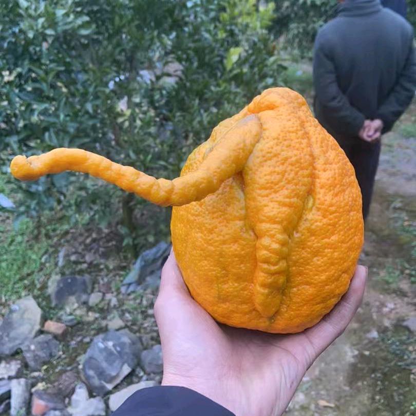 星辰果业经营部