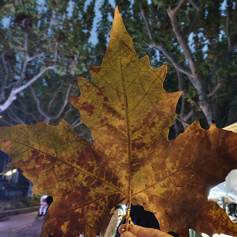 忘悠悠