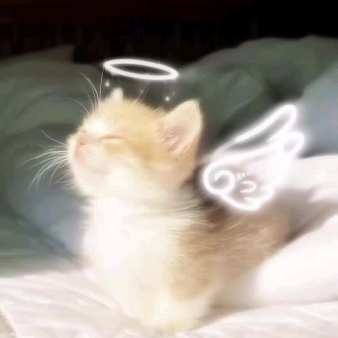 加壹