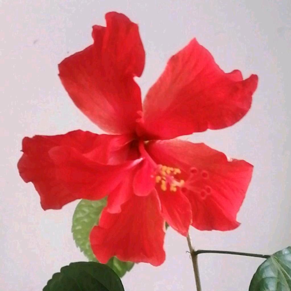 🍒珍惜情缘💕灿烂的你🍒