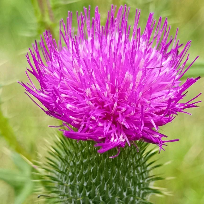 张九哥小土蜜蜂:蜂王，蜂蜜。