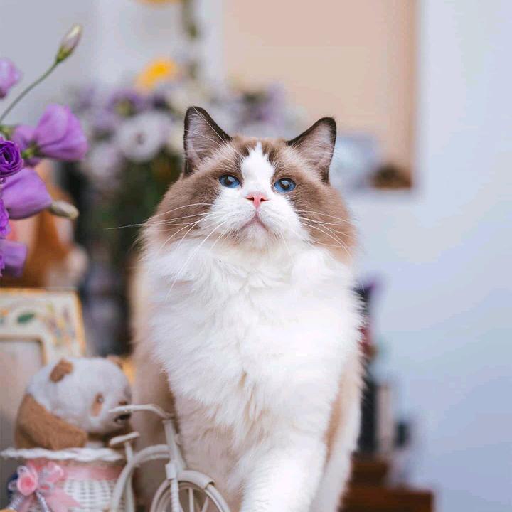 呱呱仔