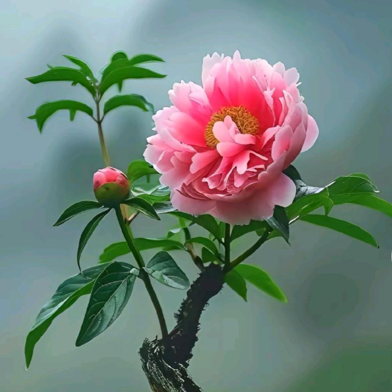 落花有意随流水