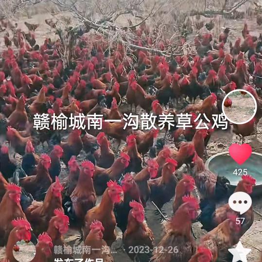 赣榆小王活禽批发
