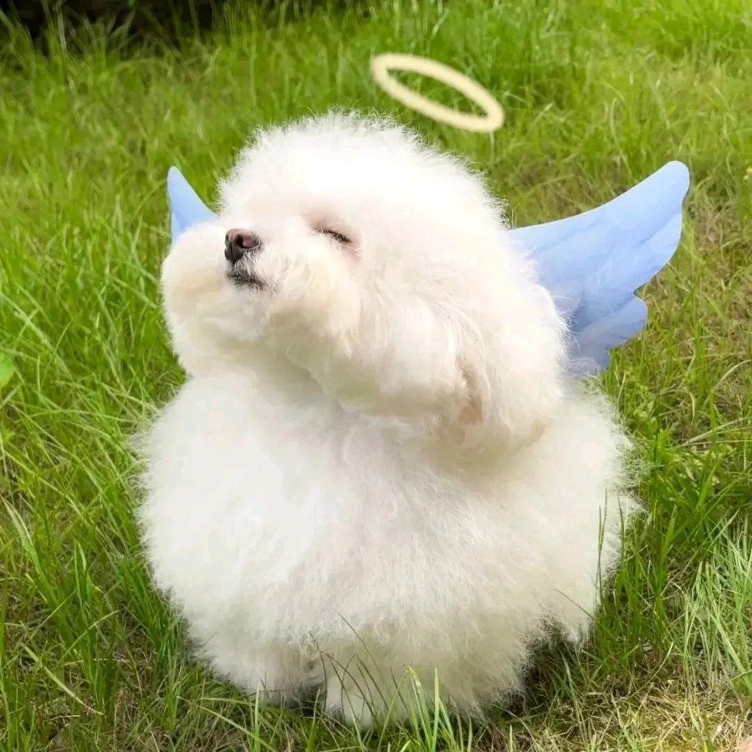 黄桃罐头₍˄·͈༝·͈˄*₎◞ ̑̑