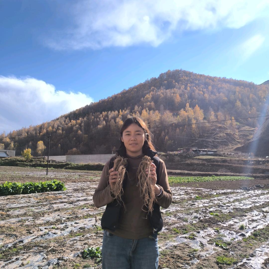 归芪党参·古风岷县养生