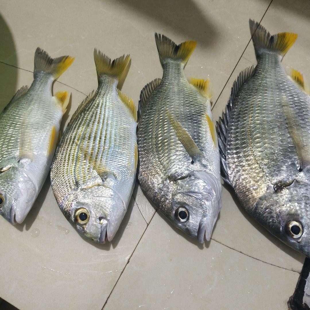 爱钓鱼…的…搬砖工