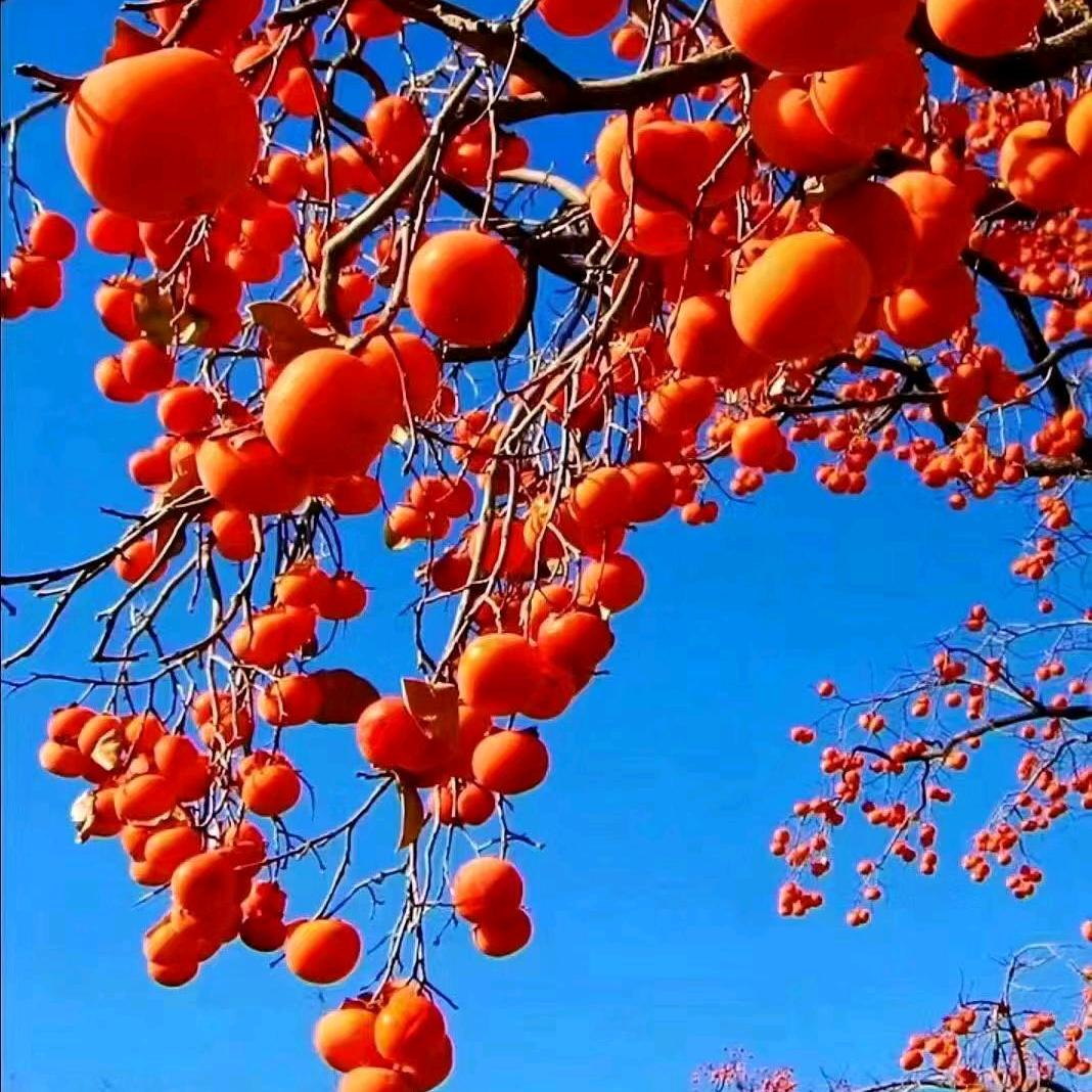 春暖花开