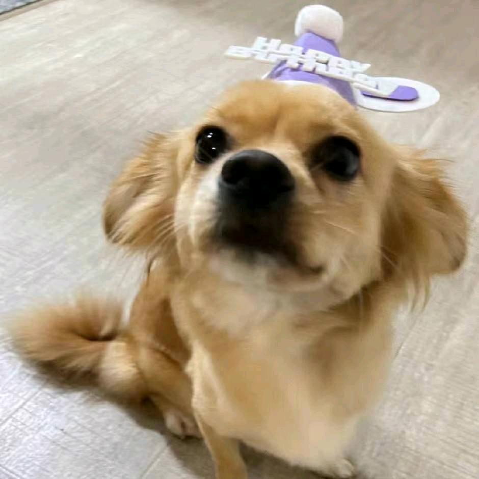 有只小狗🐕叫可乐🥤！