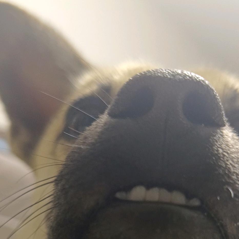 AAA-批发狗屎蛋子