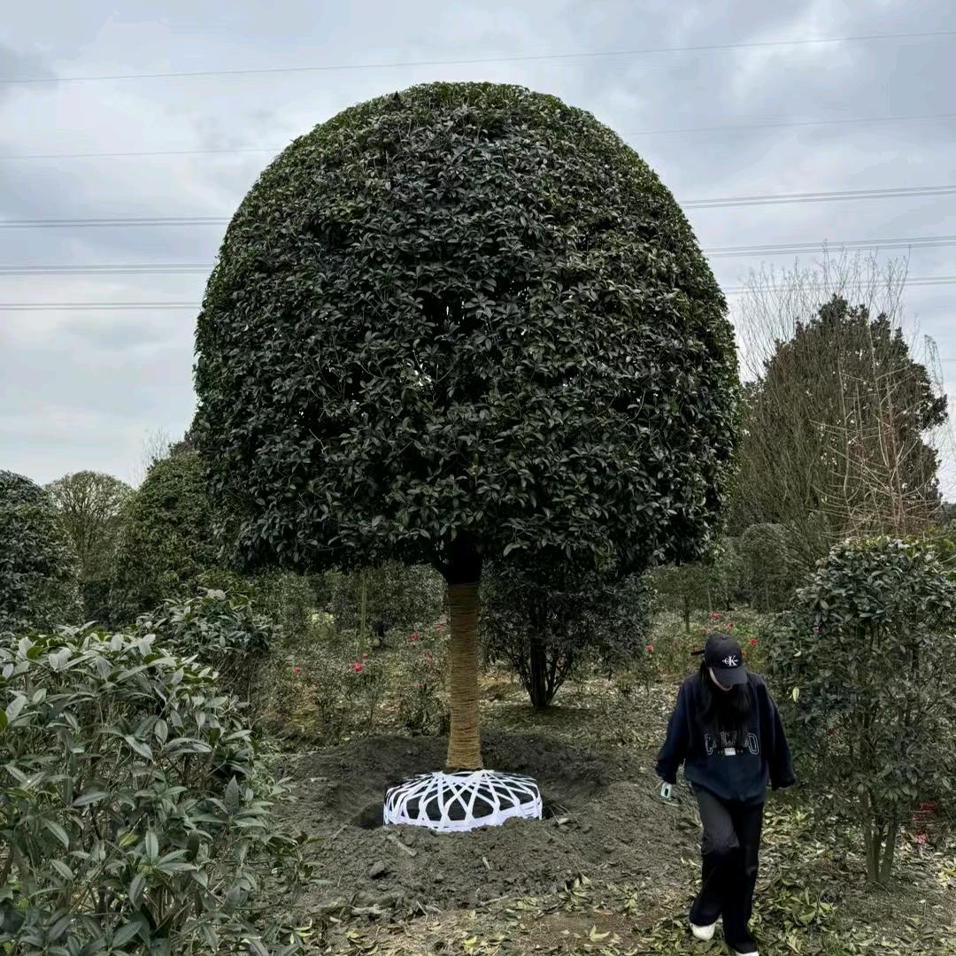 小王卖树