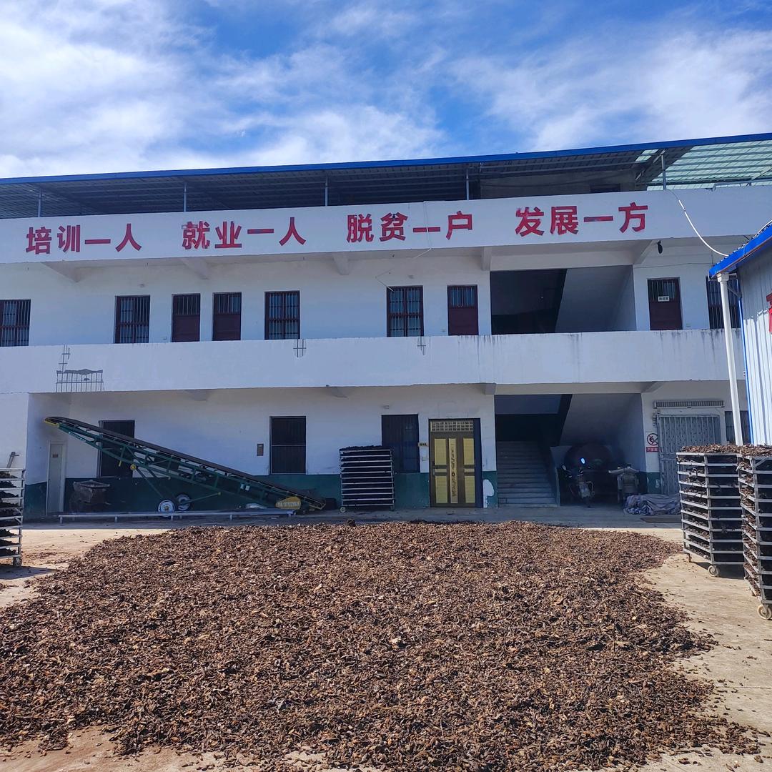 中药材种植加工小郭