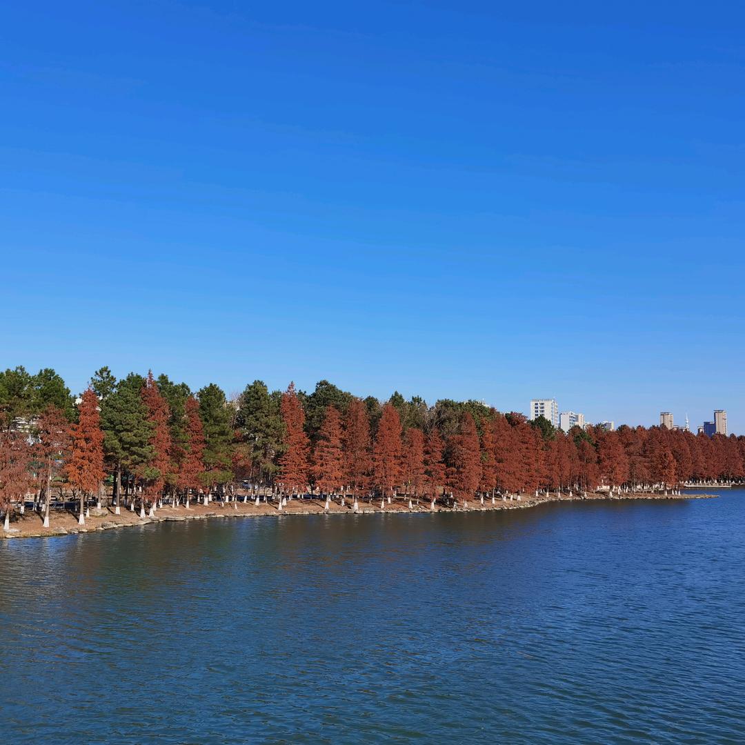 中年失业做律狮