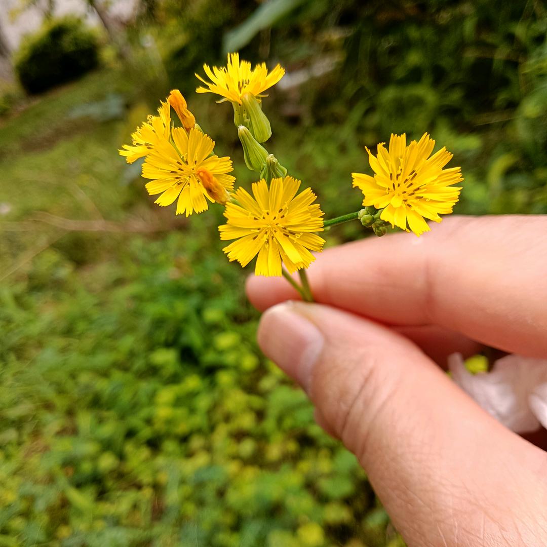 晟晟