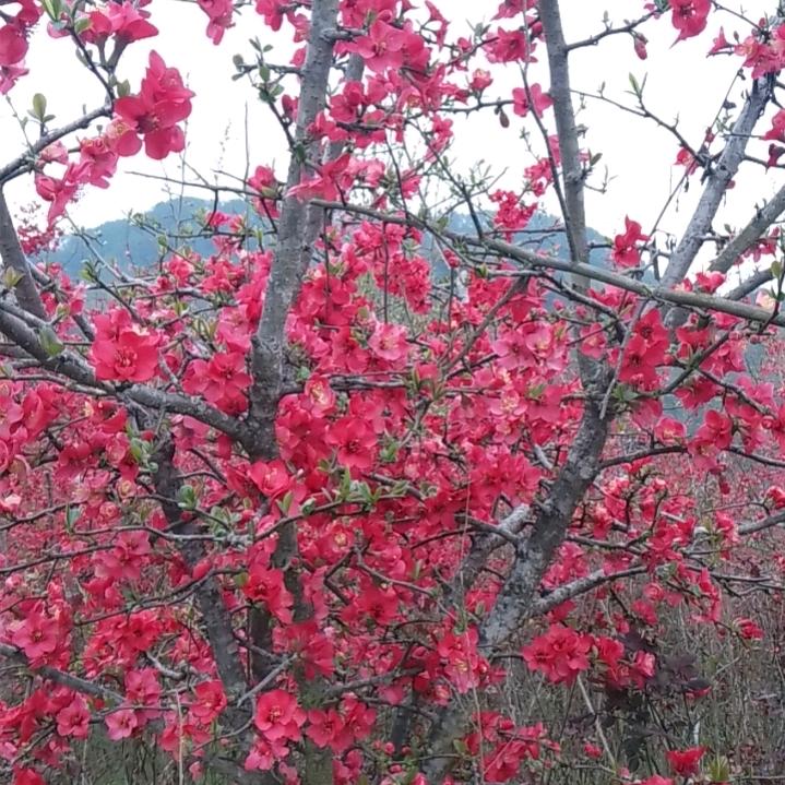 Love.雪🌹🌷🎋🌺