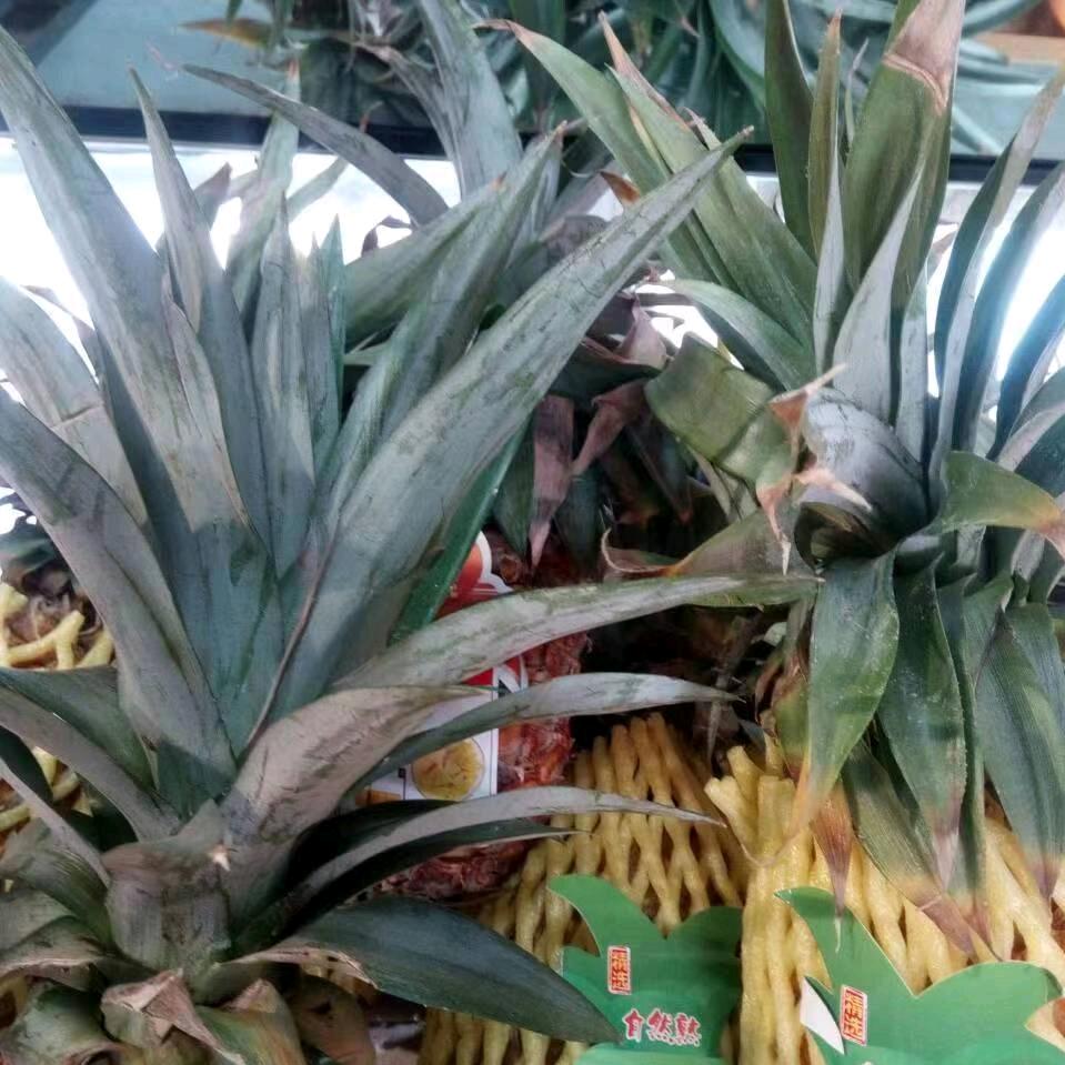 诚信水果