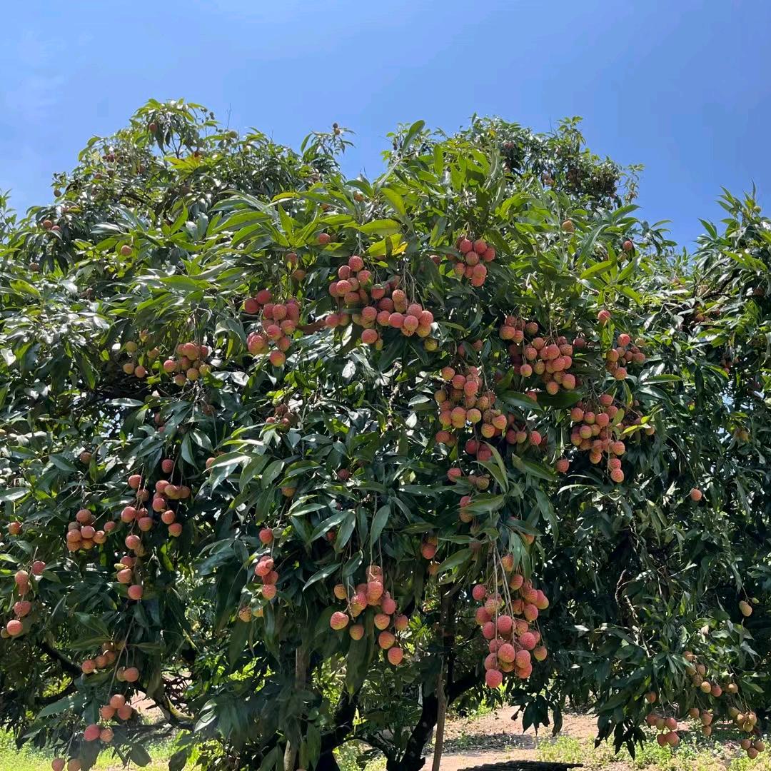 钦绿州果树苗木专营店
