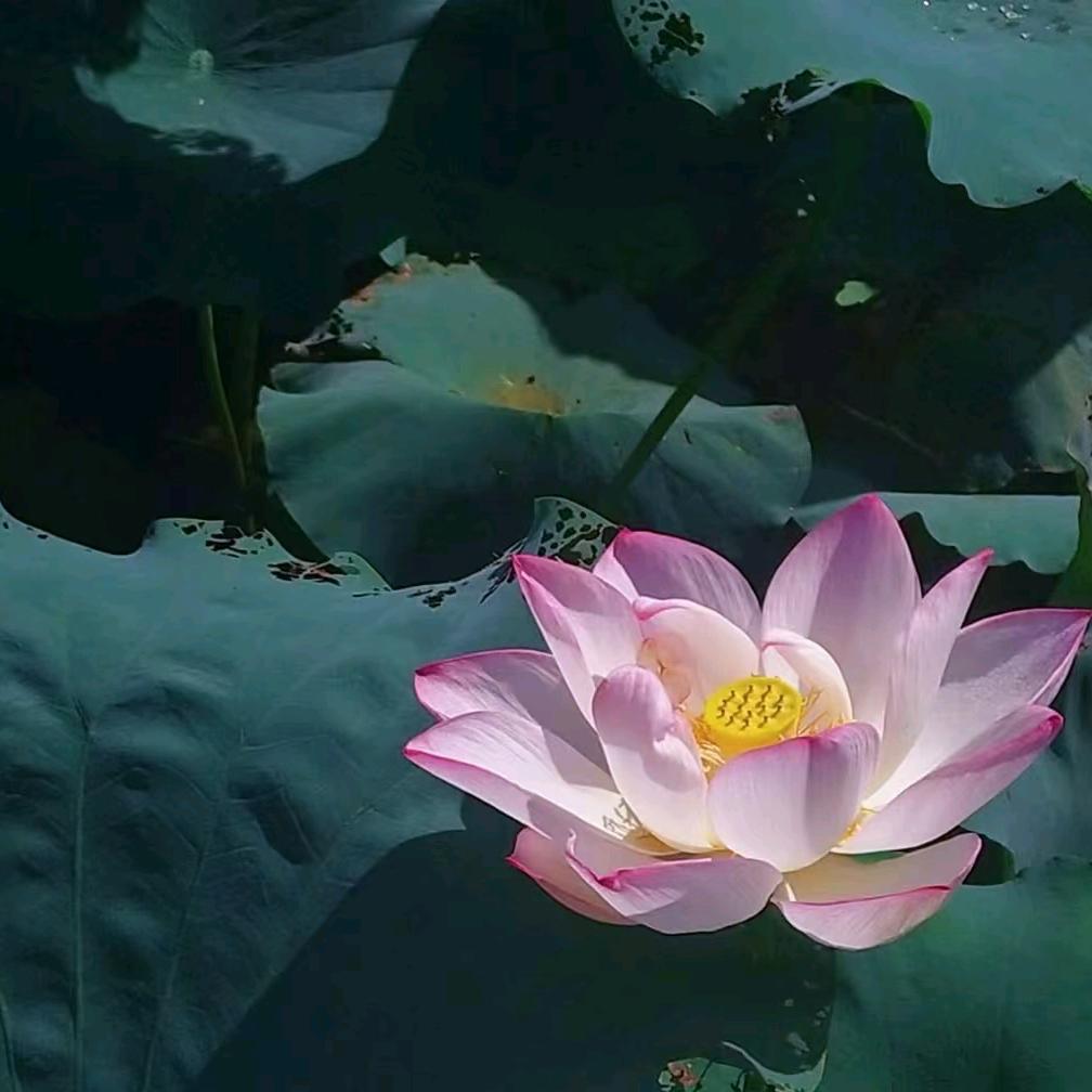雨新奶