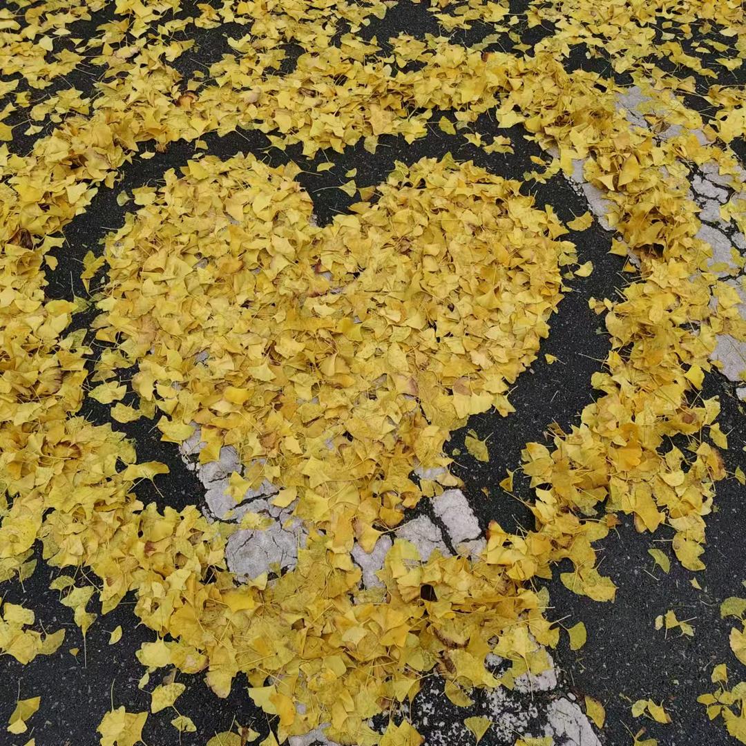 YY161
