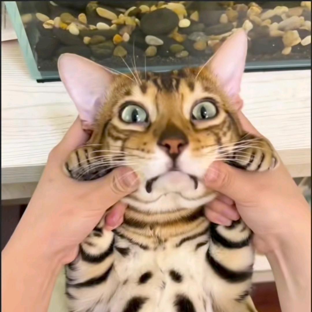 香蕉你个芭纳